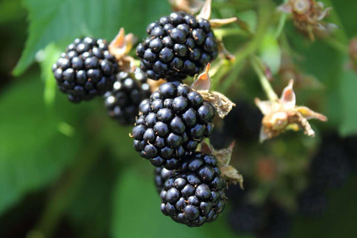 Olympic Berry - Raintree Nursery