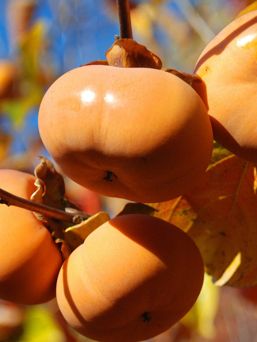 Jiro (Fuyu) Persimmon Tree - Raintree Nursery