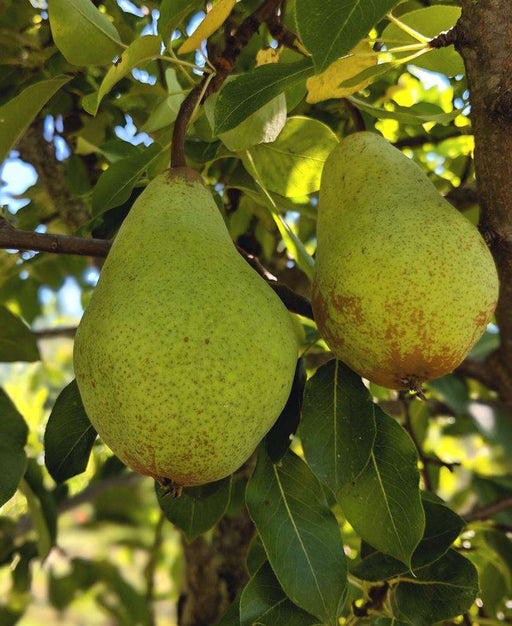 Butt European Perry Pear - Raintree Nursery