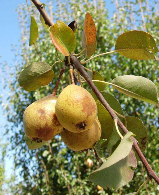 Theilersbirne European Perry Pear - Raintree Nursery