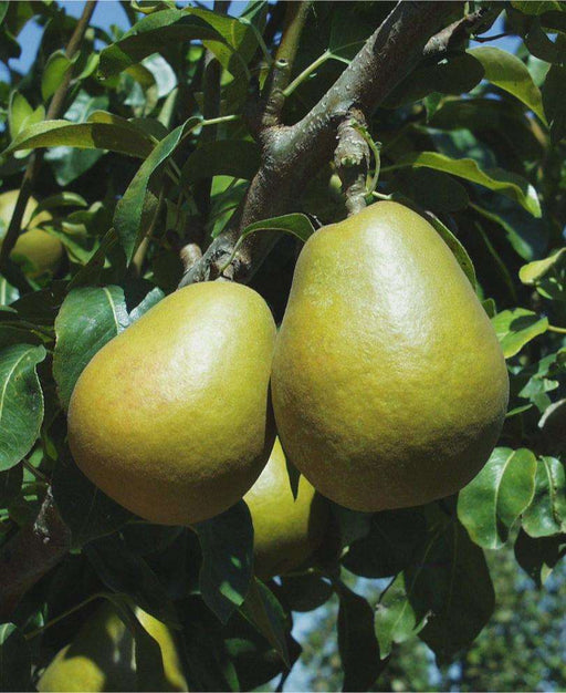 Blake's Pride European Pear - Raintree Nursery