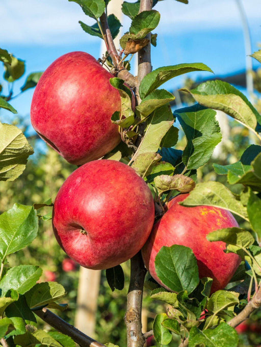Early Pink Lady Apple - Raintree Nursery