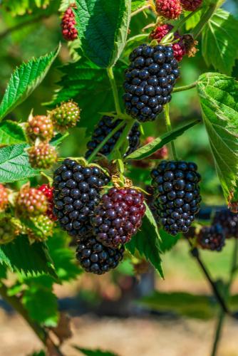 Columbia Sunrise Thornless Blackberry - Raintree Nursery