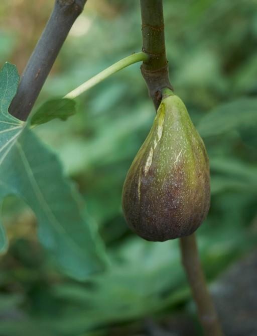 Raintree Brunswick Fig - Raintree Nursery