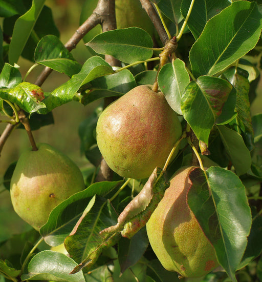 Bartlett European Pear-Fruit Trees-Biringer-Semi-Dwarf (4'-5')-