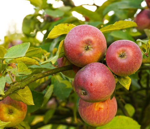 Apple Combo (5 Varieties)-Fruit Trees-Meyers-Standard (4-5')-