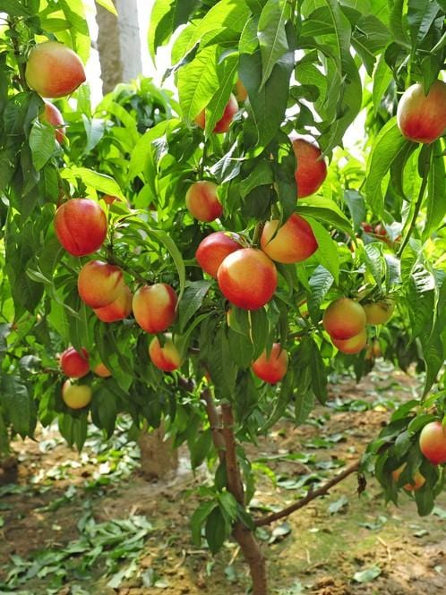 Nectar Babe Nectarine & Pix Zee Peach - Miniature - Raintree Nursery