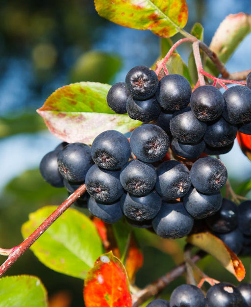 Aronia Seedling - Raintree Nursery