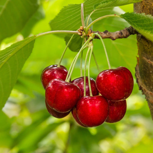 Glacier Cherry - Raintree Nursery