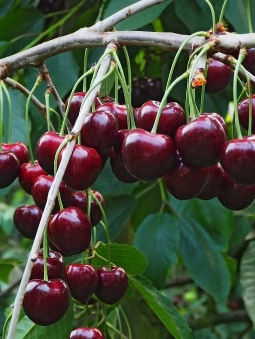 Tehranivee Cherry - Raintree Nursery