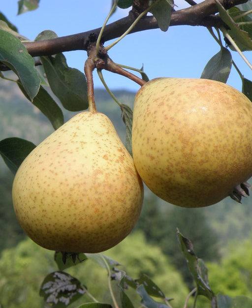 Hendre Huffcapp European Perry Pear - Raintree Nursery