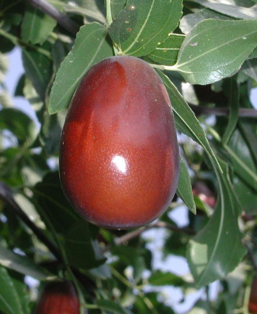 Lang jujube - Raintree Nursery
