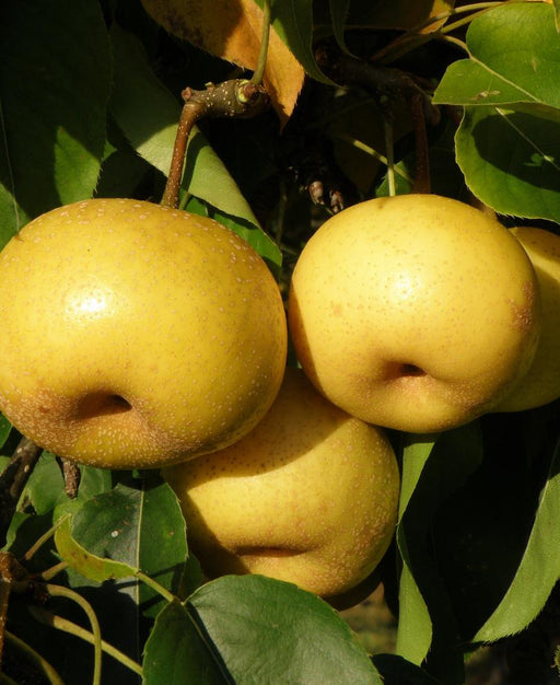 Kikisui Asian Pear - Raintree Nursery