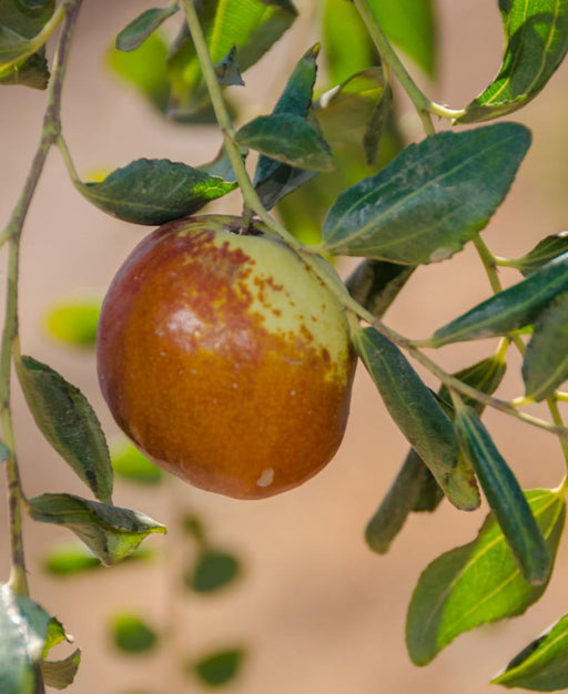 Shanxi Li Jujube - Raintree Nursery
