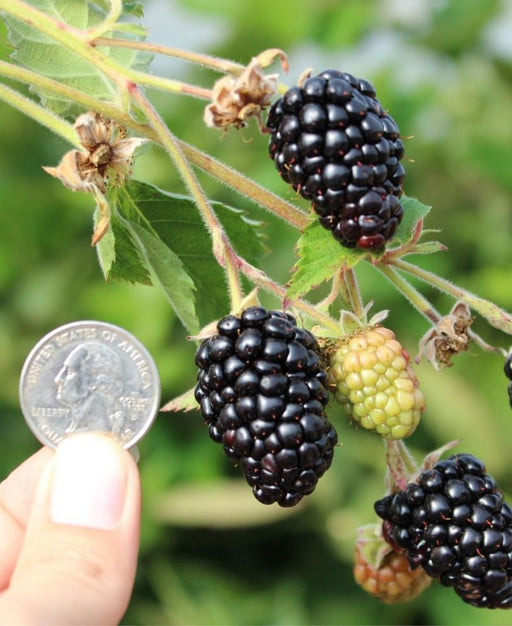 Prime Ark Traveler Thornless Blackberry - Raintree Nursery
