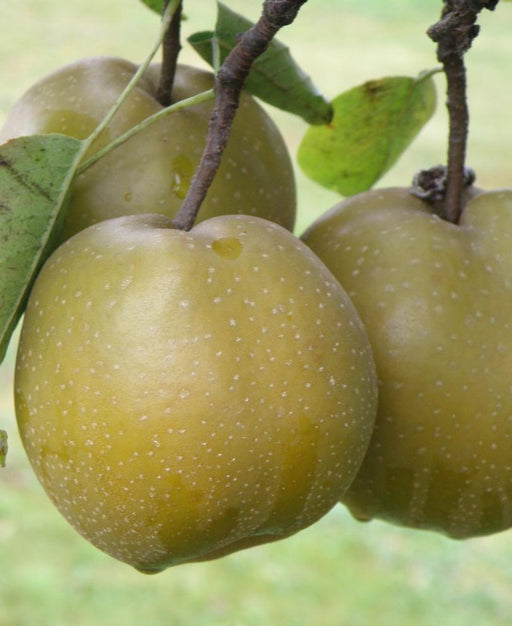 Atago Asian Pear - Raintree Nursery