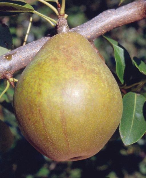 Warren European Pear - Raintree Nursery