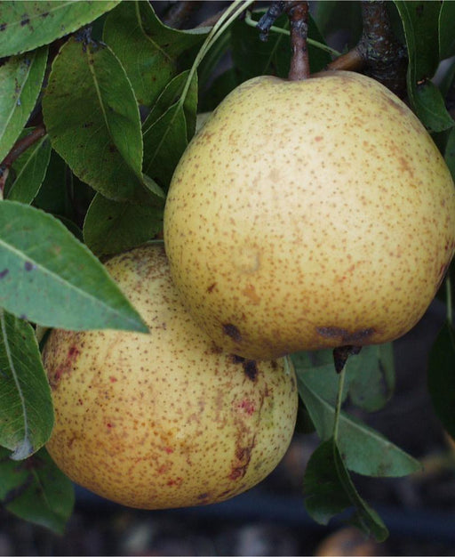 White Doyenne European Pear - Raintree Nursery