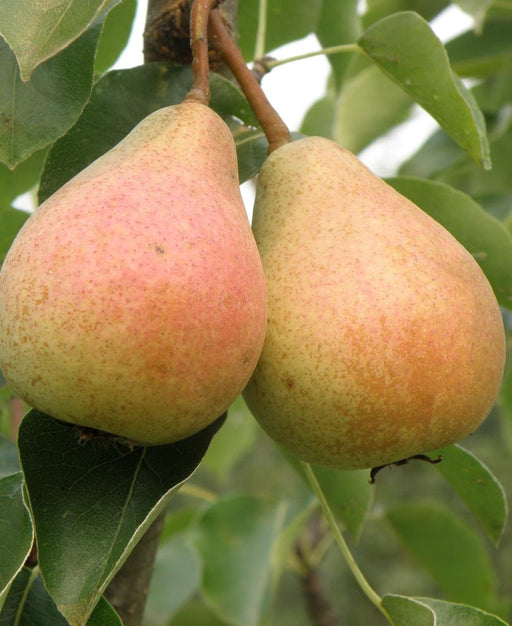 Stuttgarter Geishirtle European Pear - Raintree Nursery