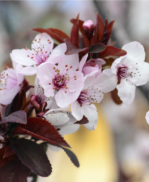 SLO Red Plum - Semi-dwarf - Raintree Nursery