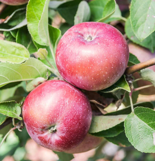 Spartan Apple - Raintree Nursery