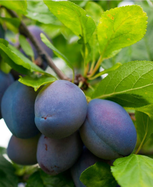 Combo European Plum Tree (4 varieties) - Raintree Nursery