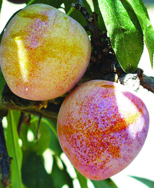 Superior Asian Hybrid Plum - Raintree Nursery