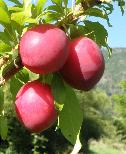 Sweet Treat Pluerry - Raintree Nursery