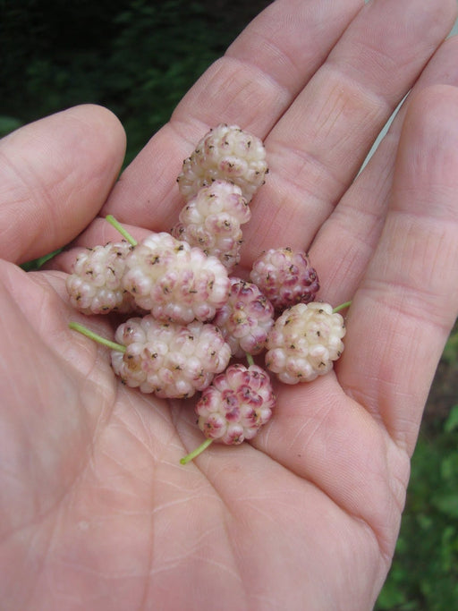 Sweet Lavender Mulberry-Fruit Trees-Whitman-