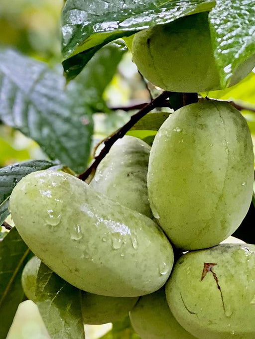 Tallahatchie® Paw Paw - Raintree Nursery