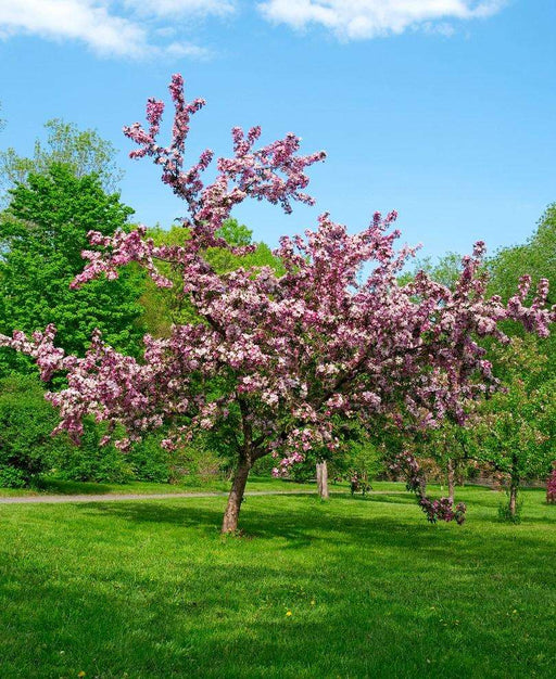 Thundercloud Flowering Plum Tree - Raintree Nursery