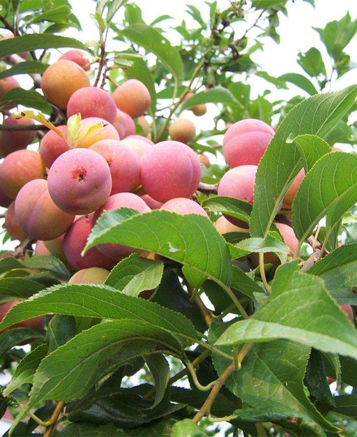 Toka Asian Plum - Raintree Nursery