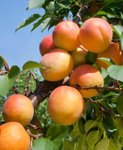 Tomcot Apricot - Raintree Nursery