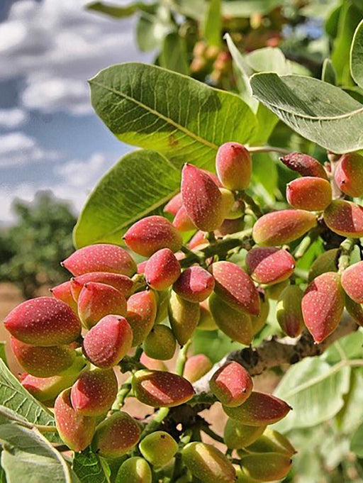 UCB-1 Hybrid Pistache - Raintree Nursery
