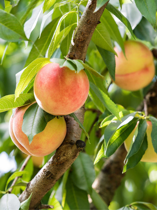 Veteran Peach-Fruit Trees-Dave Wilson-Semi-Dwarf (4'-5')-