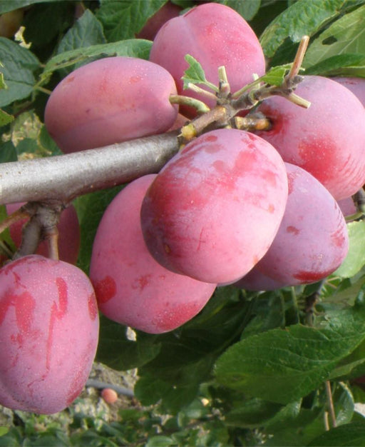 Victoria European Plum - Raintree Nursery