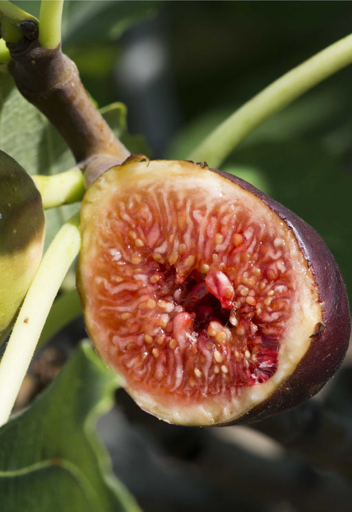 Violette de Bordeaux Fig (Negronne)-Fruit Trees-Raintree Prop-1 Gallon Pot-