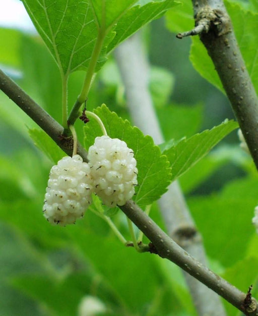 Beautiful Day Mulberry - Raintree Nursery