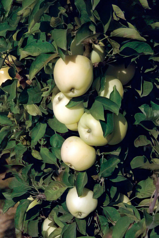 White Icicle™ Columnar Apple-Fruit Trees-North Woods-1 Gallon Pot-