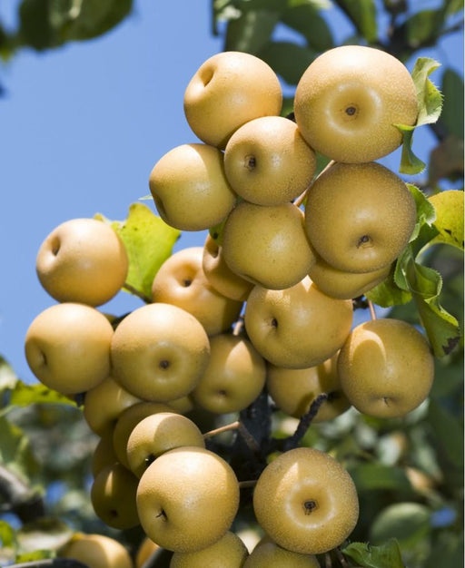 Yoinashi Asian Pear - Raintree Nursery