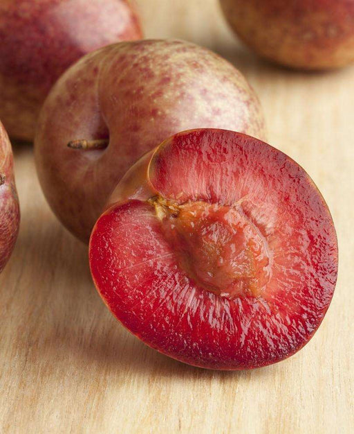 Combo Zee Sweet Pluot Tree (4 varieties) - Raintree Nursery