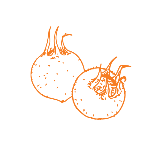 Medlar Trees