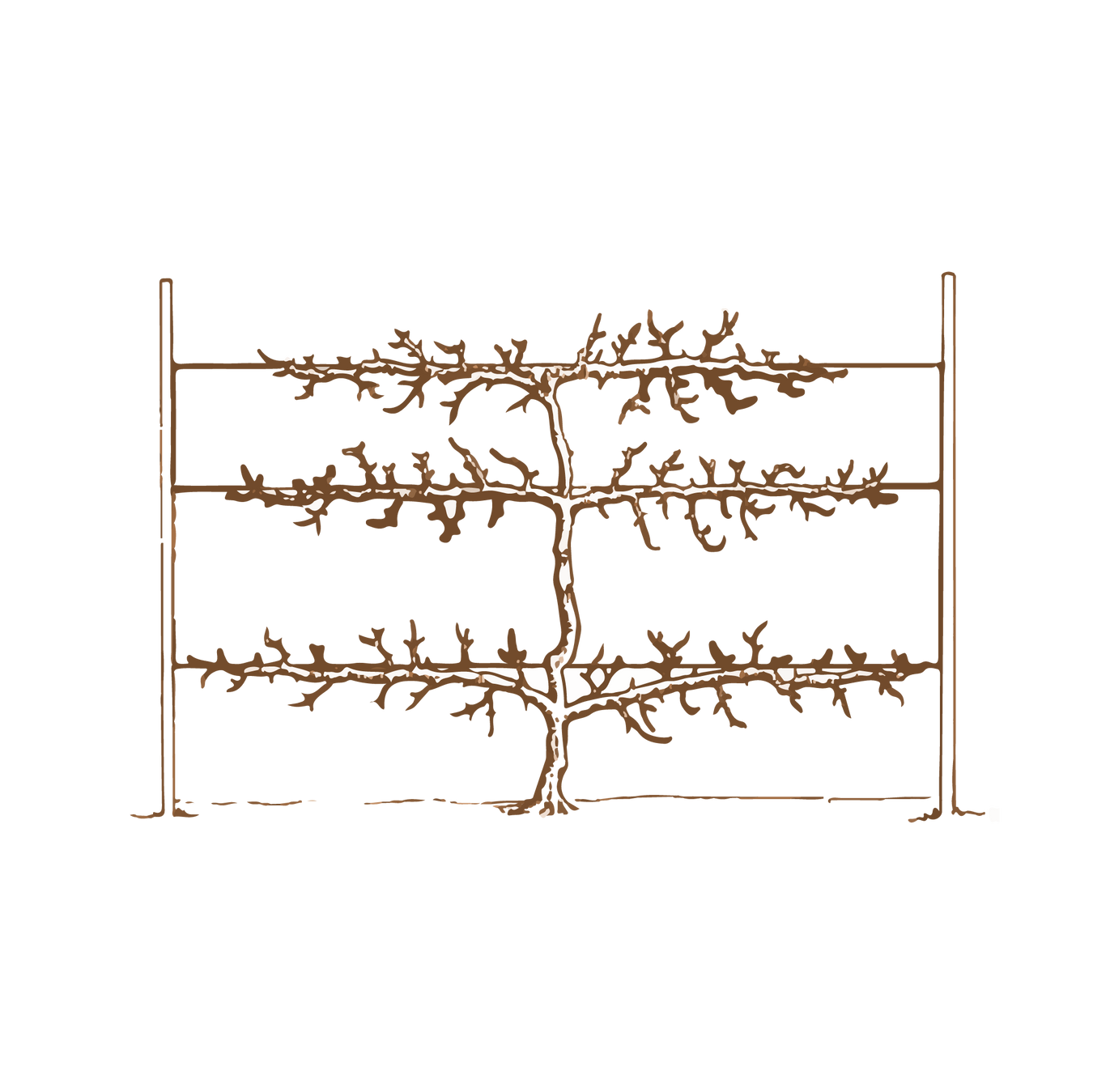 Espalier Trees