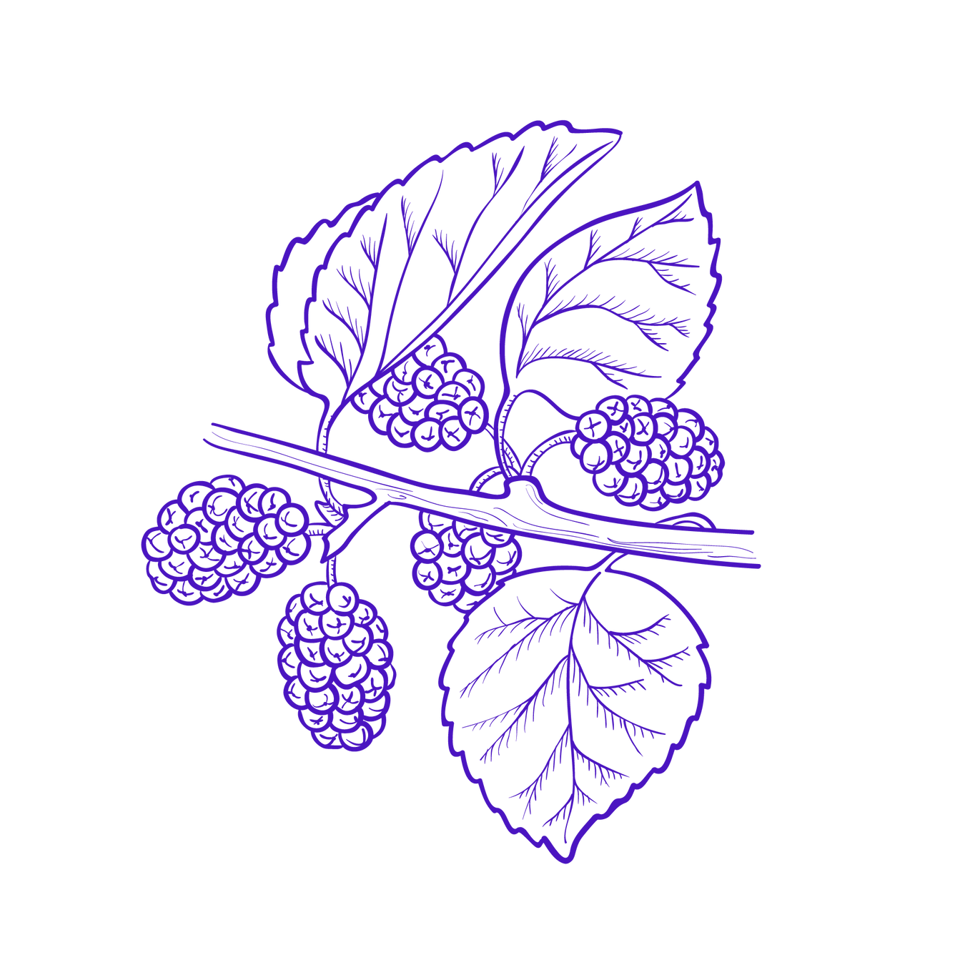 Mulberry Trees