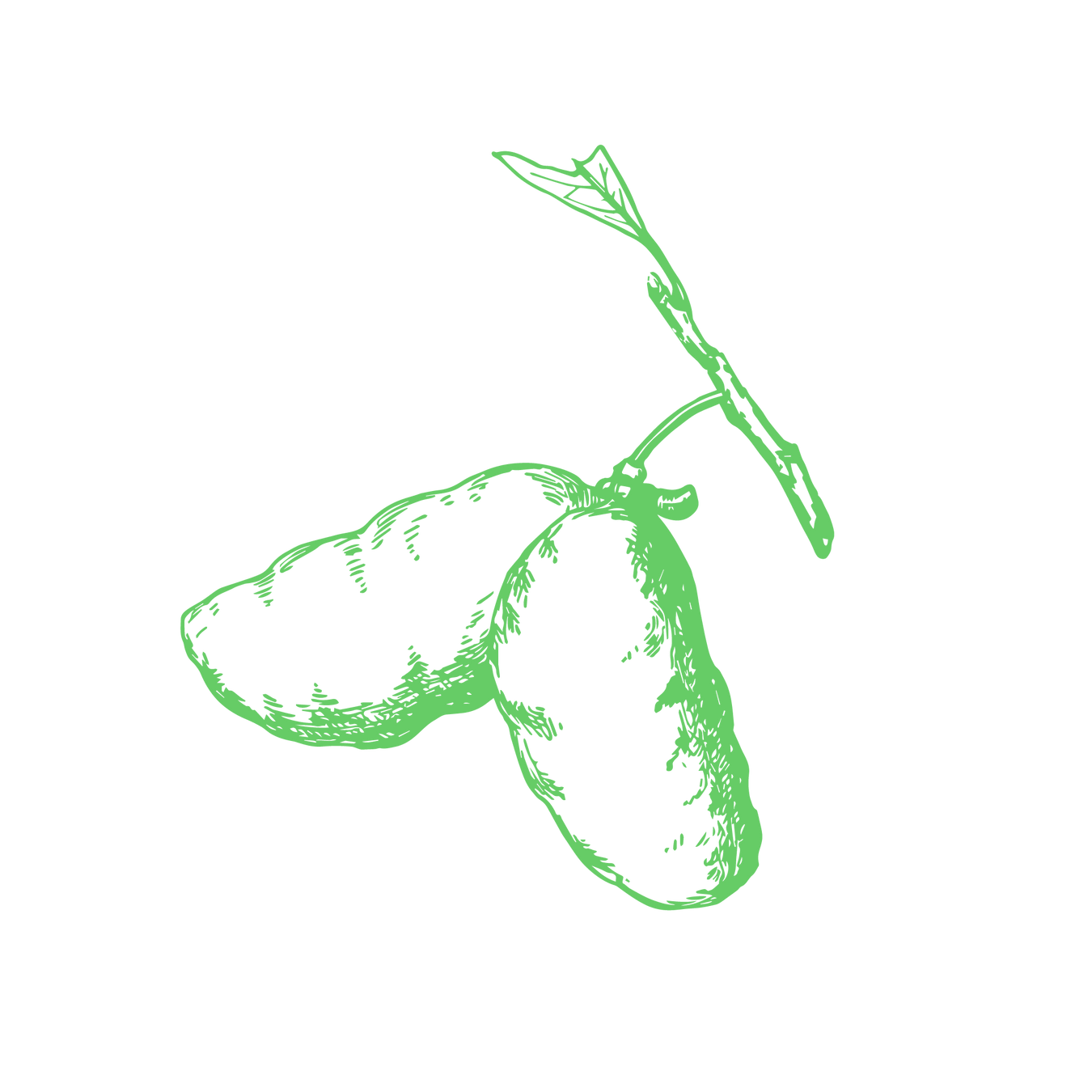 Paw Paw Trees